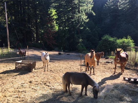 1800 Tucker Road Scotts Valley, CA 95066 - Photo 10 of 33 a view of yard with outdoor seating