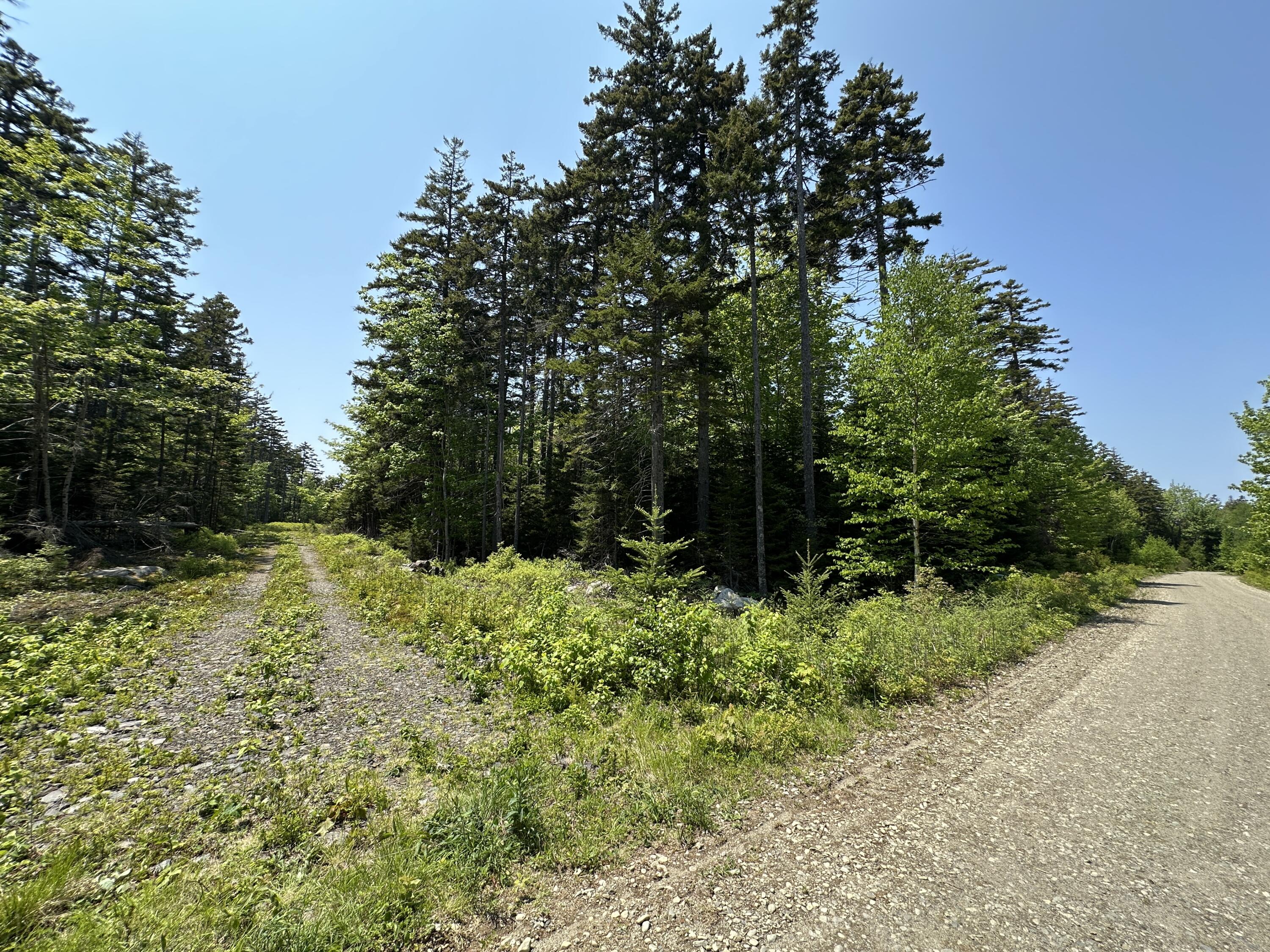 Lot 5 Waymouth Road Tenants Harbor, ME 04860 - Photo 30 of 56 June 2025 (before weed whacking)