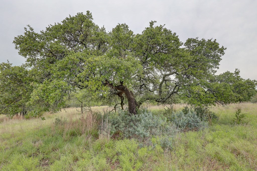 8177 Wendel Road Harper, TX 78631 - Photo 27 of 32 a view of a lake with a tree