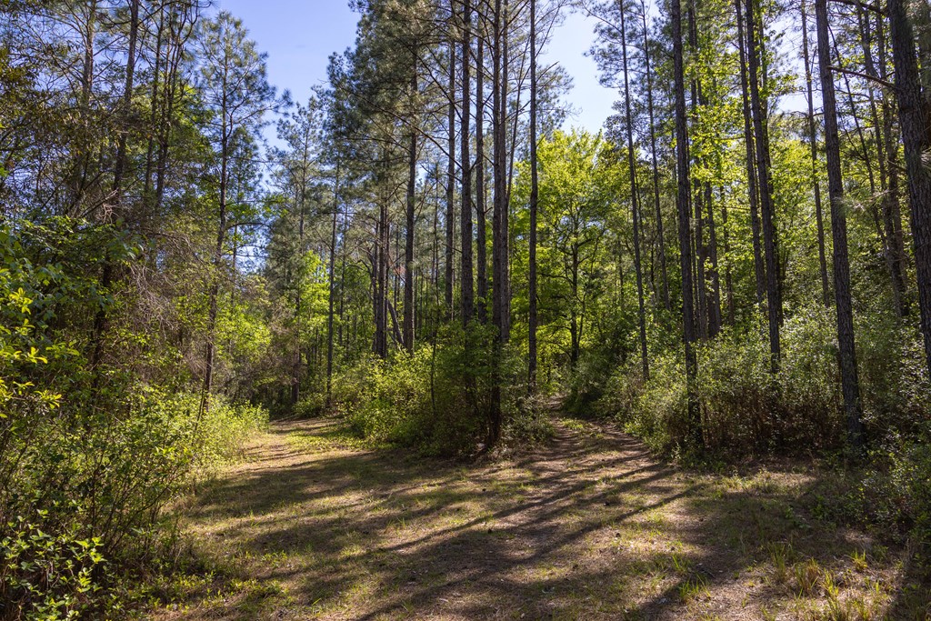 165-acres Harrison Road Kinston, AL 36453 - Photo 12 of 26