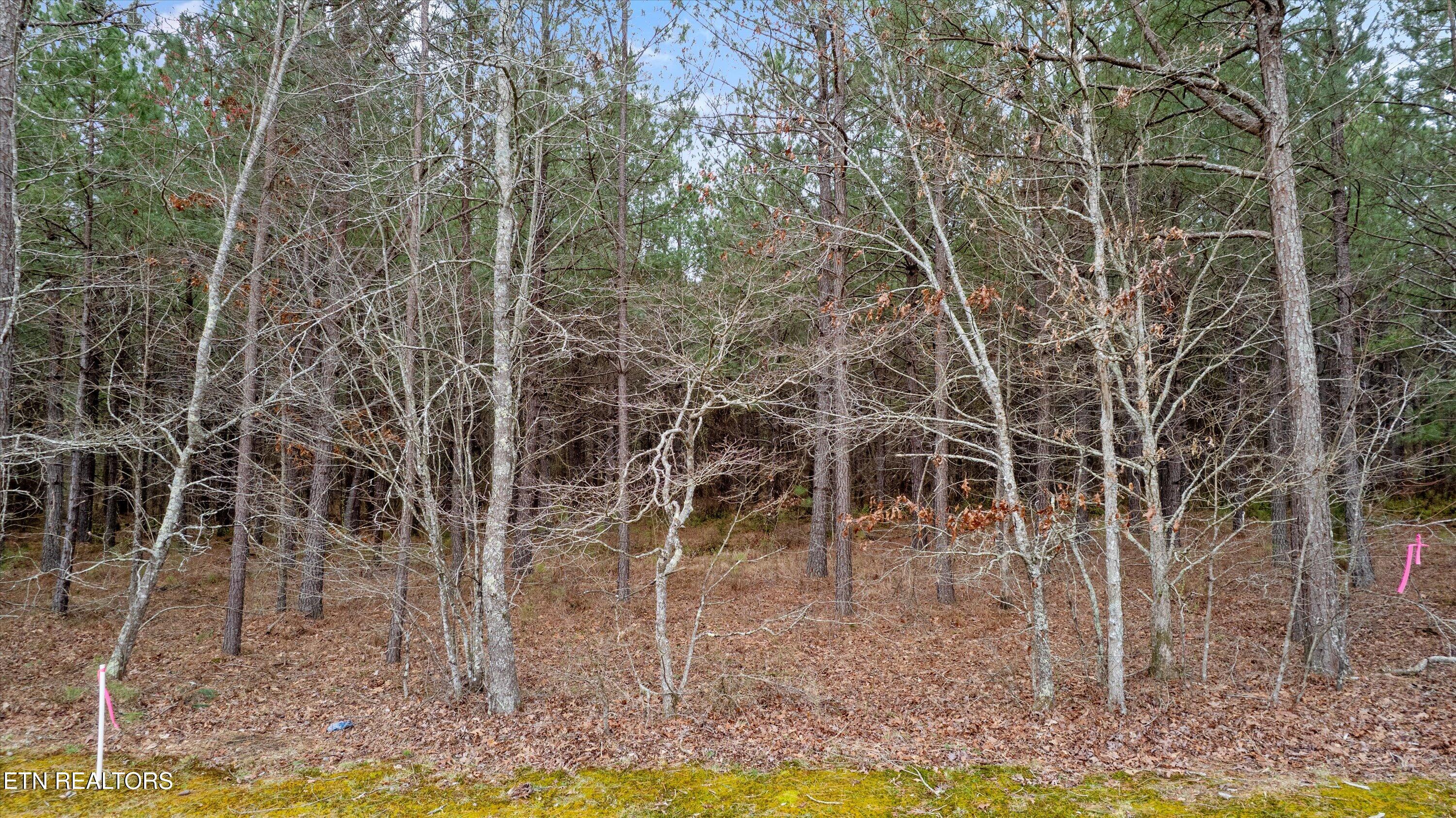 0 Morgan County Highway Sunbright, TN 37872 - Photo 4 of 16 Stunning Wooded Land