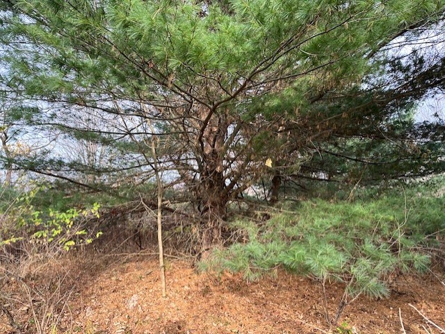 8379 Green Road West Sparta, NY 14437 - Photo 4 of 9