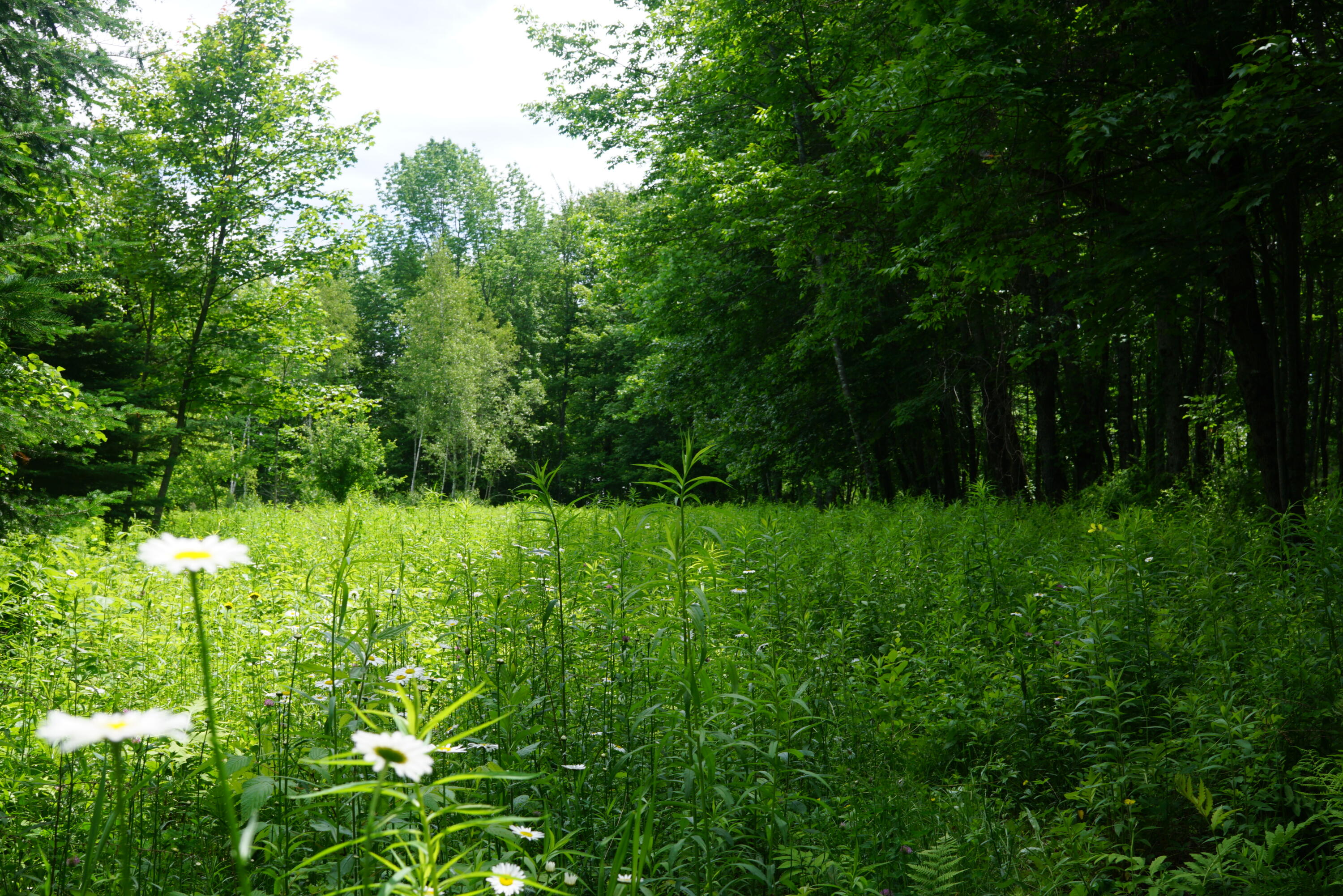 0 Morrill Road Belmont, ME 04952 - Photo 3 of 15 DSC06819