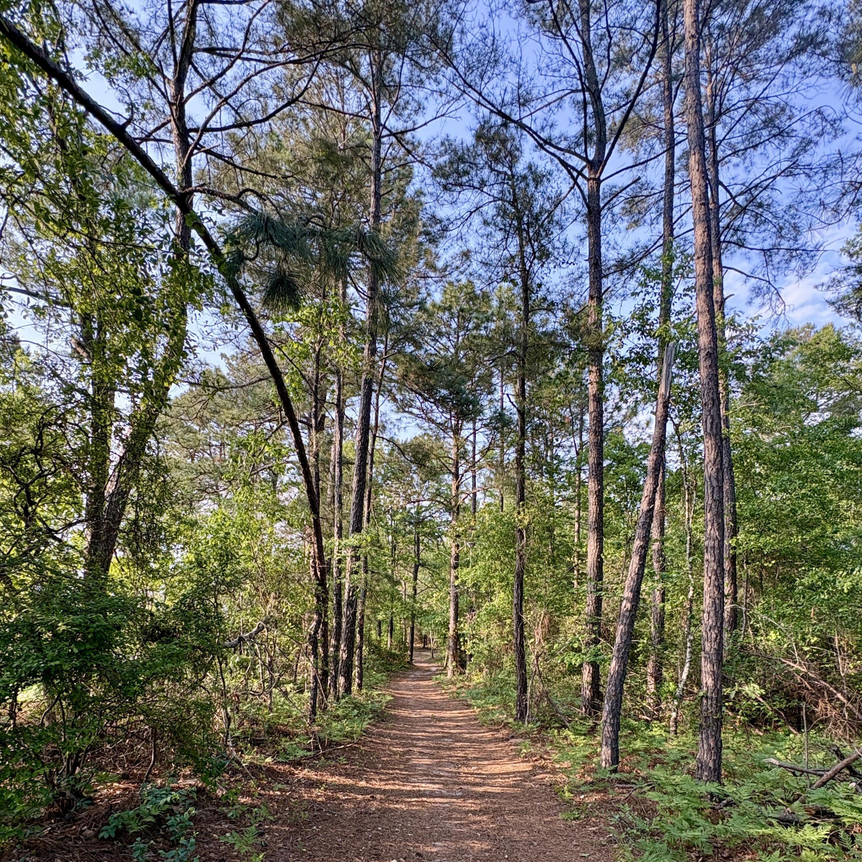 2066 Joyner Pond Road Aiken, SC 29803 - Photo 62 of 66 trail2