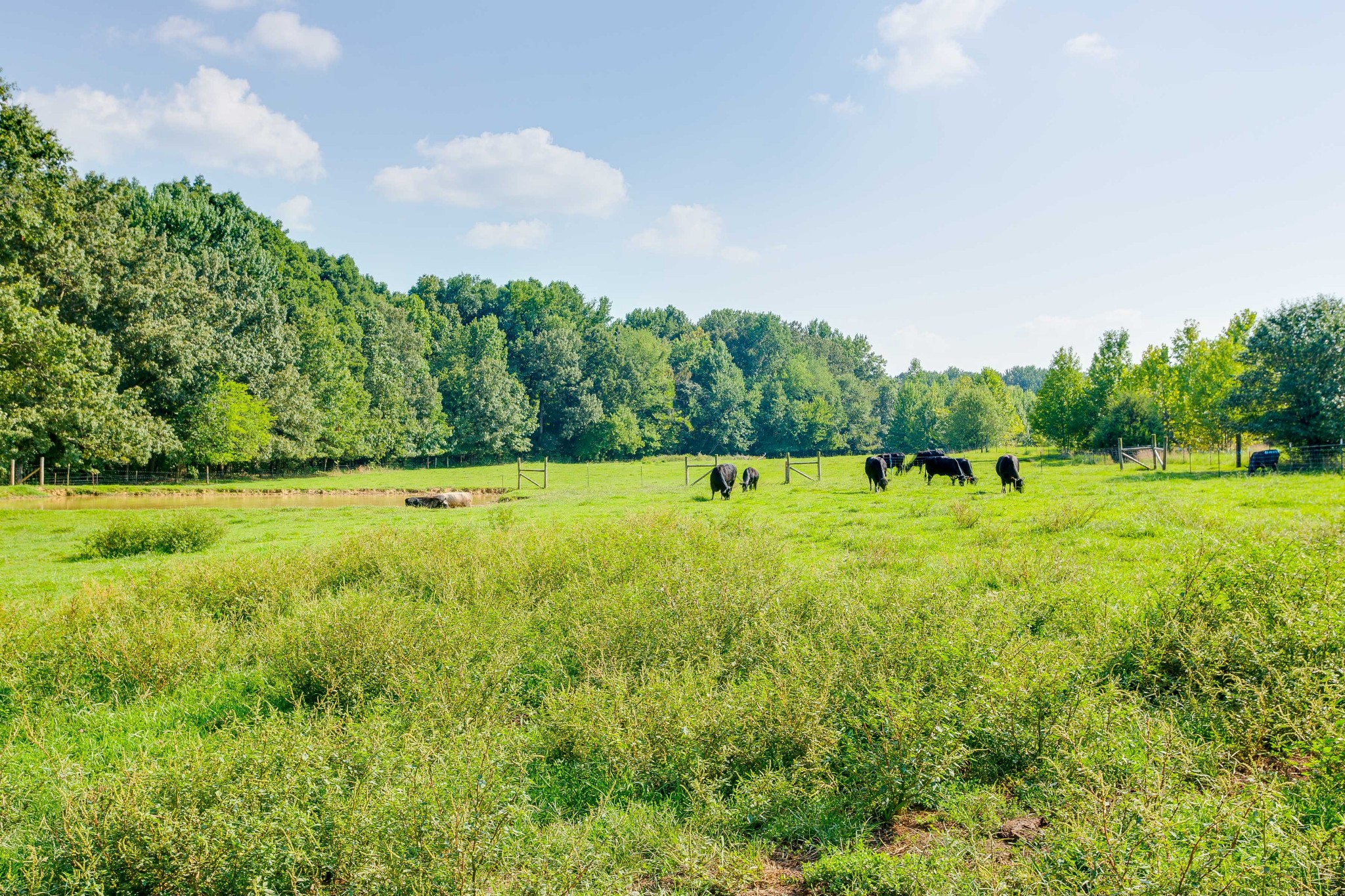 357 Blue Door Road Portland, TN 37148 - Photo 44 of 46 a view of a green field with trees in the background