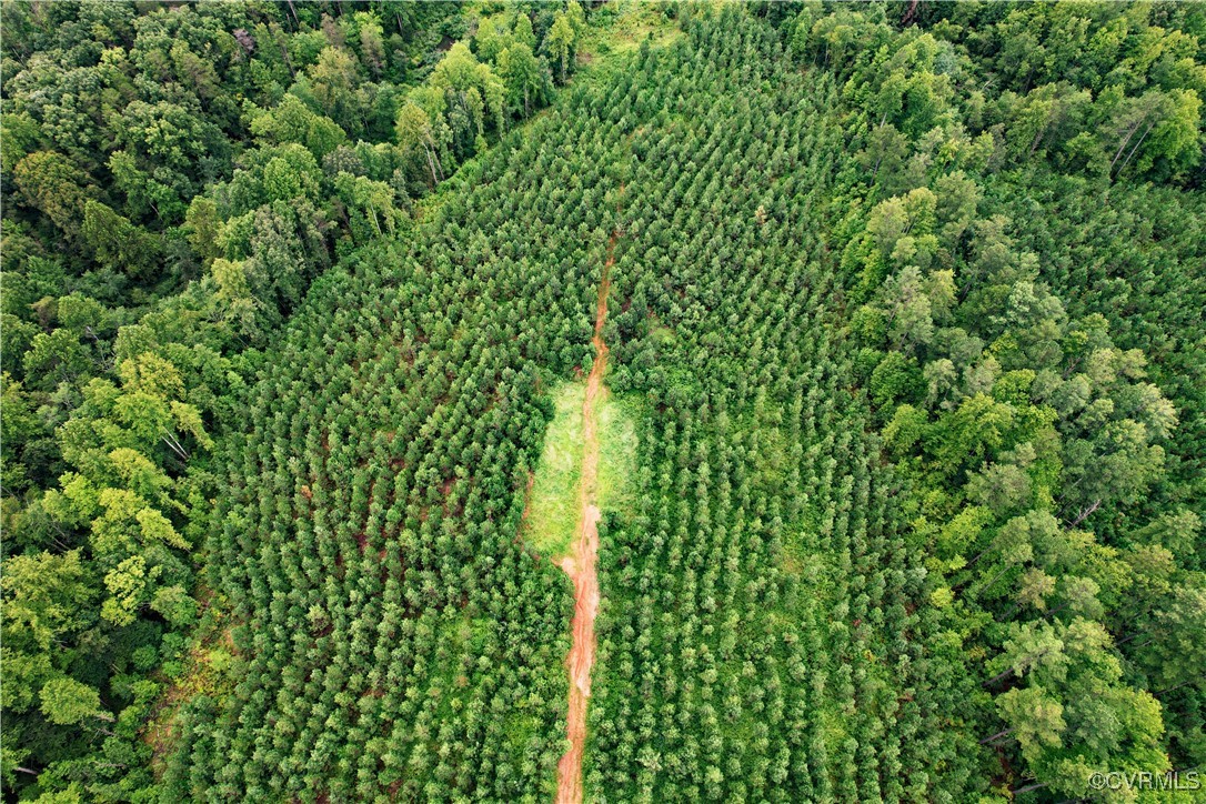 0 Green Creek Road Schuyler, VA 22969 - Photo 3 of 5 a view of a garden