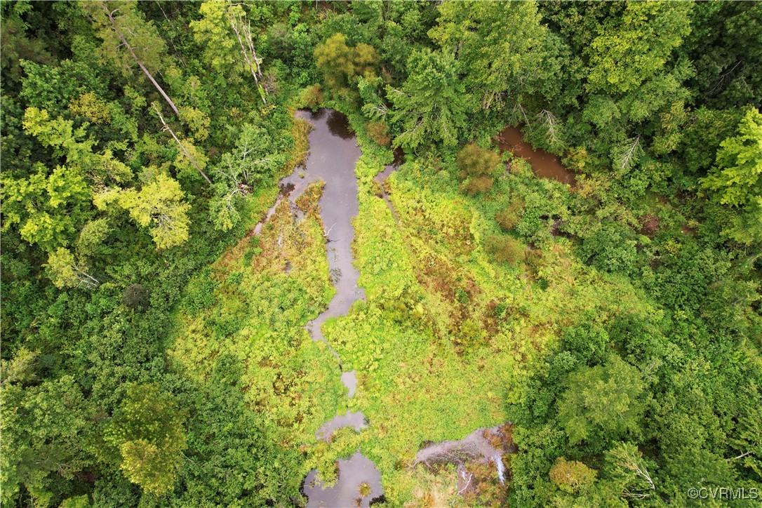 0 Green Creek Road Schuyler, VA 22969 - Photo 4 of 5 a close up of a plant in a garden