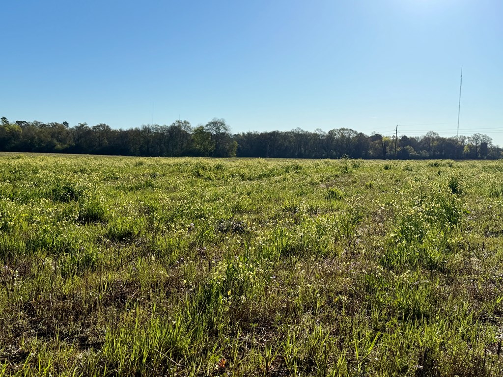 11.97-acres Omussee Road Cowarts, AL 36321 - Photo 13 of 14