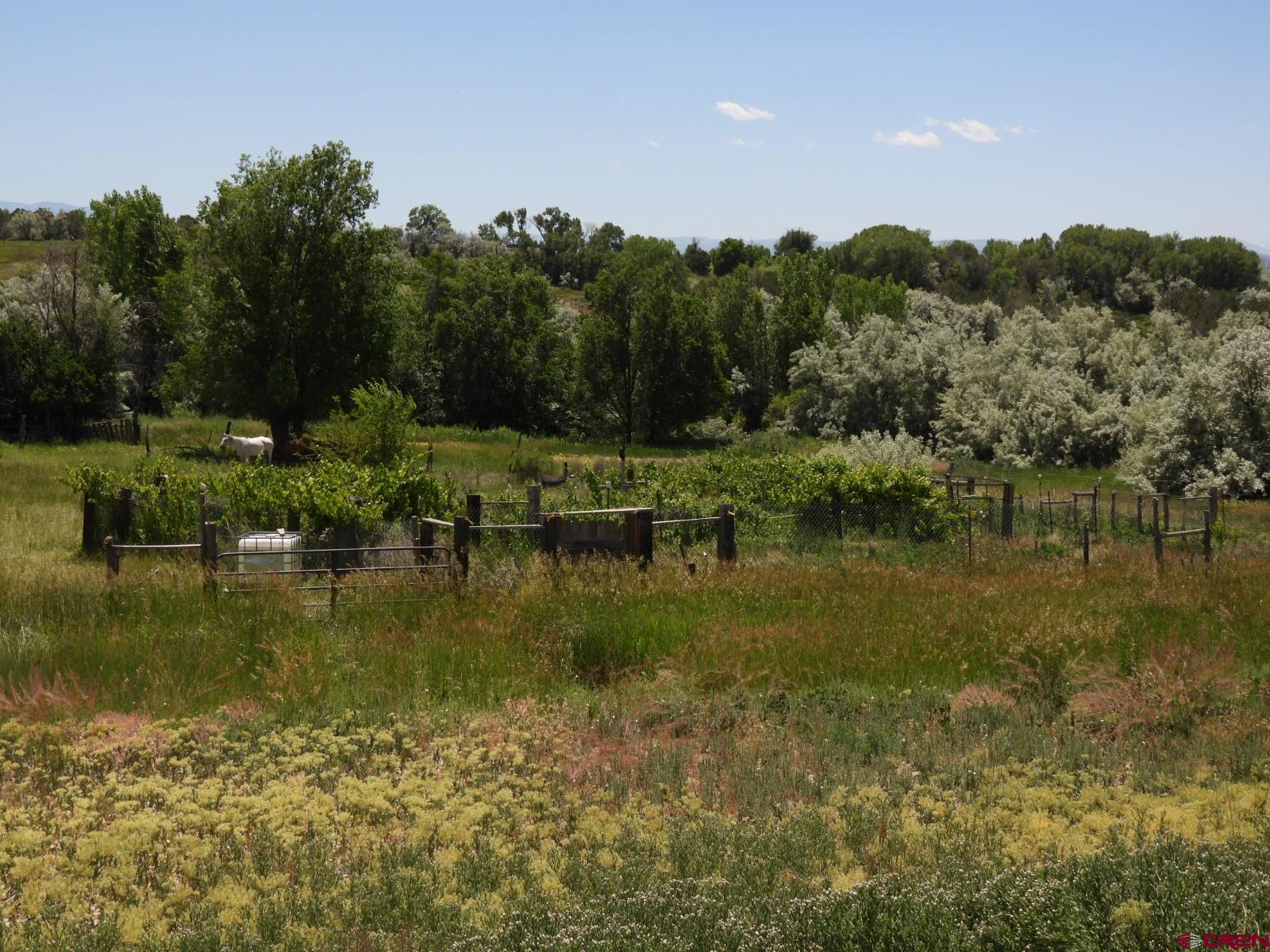 21764 R Road Cedaredge, CO 81413 - Photo 18 of 27