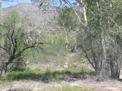 6481 South Upper Valley Road Vail, AZ 85641 - Photo 8 of 9