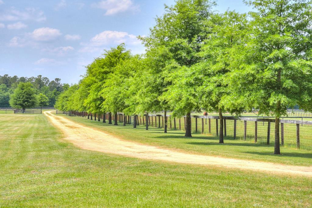 490 Big Tree Road Salley, SC 29137 - Photo 3 of 68