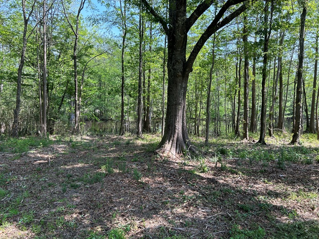 4.04 Cty Road Slocomb, AL 36375 - Photo 16 of 36
