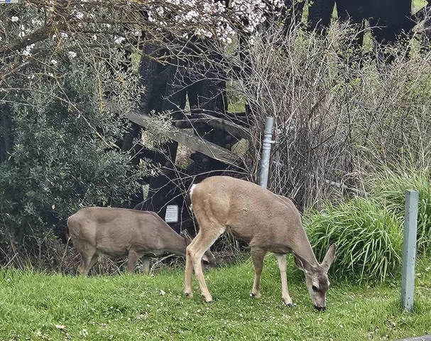 $1,540,000 | 4189 Tessa Place, Pleasanton, CA 94566