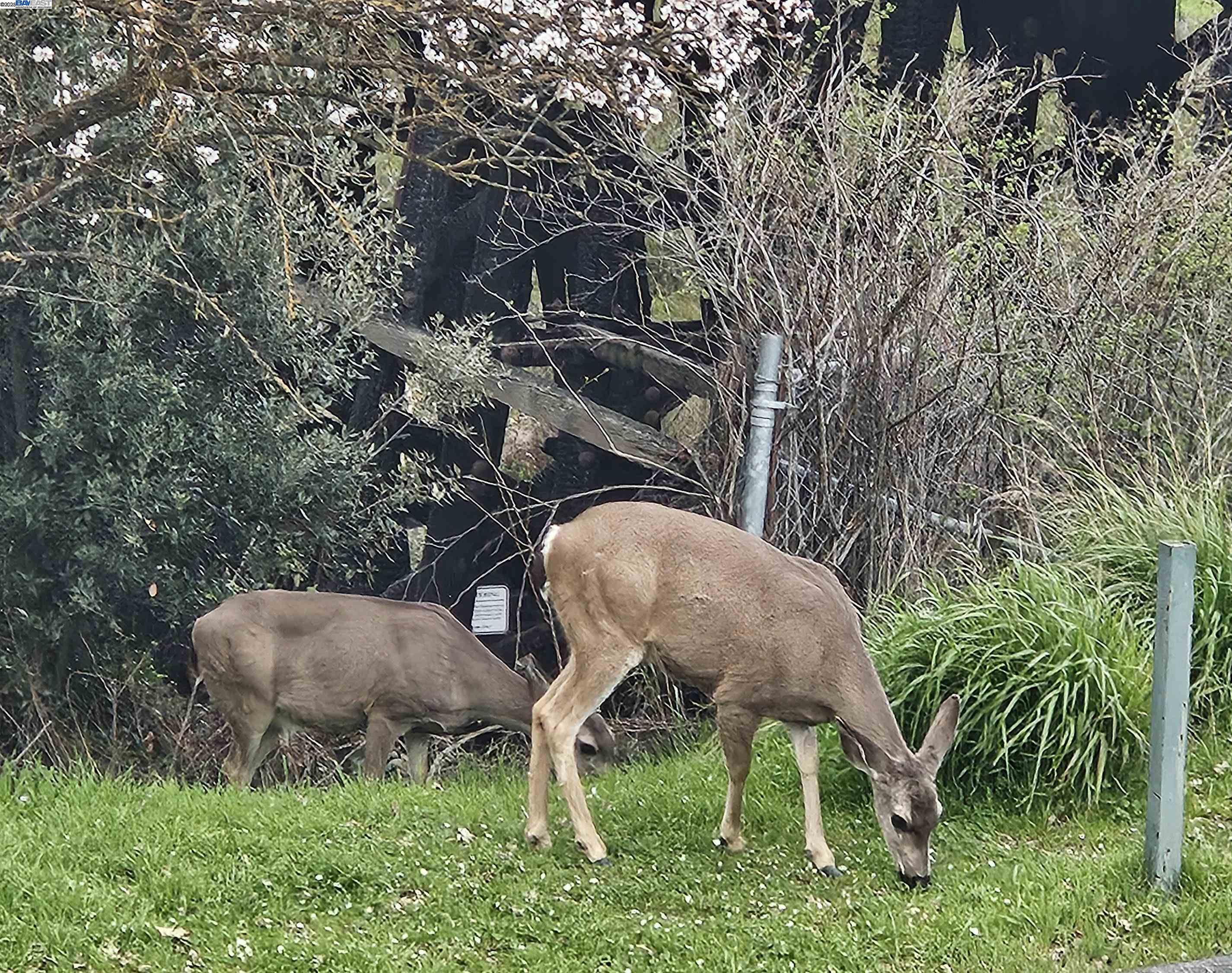4189 Tessa Place Pleasanton, CA 94566 - Photo 41 of 41 a view of backyard with table and chairs
