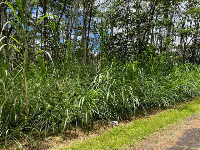 14-3525 Lot 228 Pikake Road Pahoa, HI 96778 - Photo 7 of 11