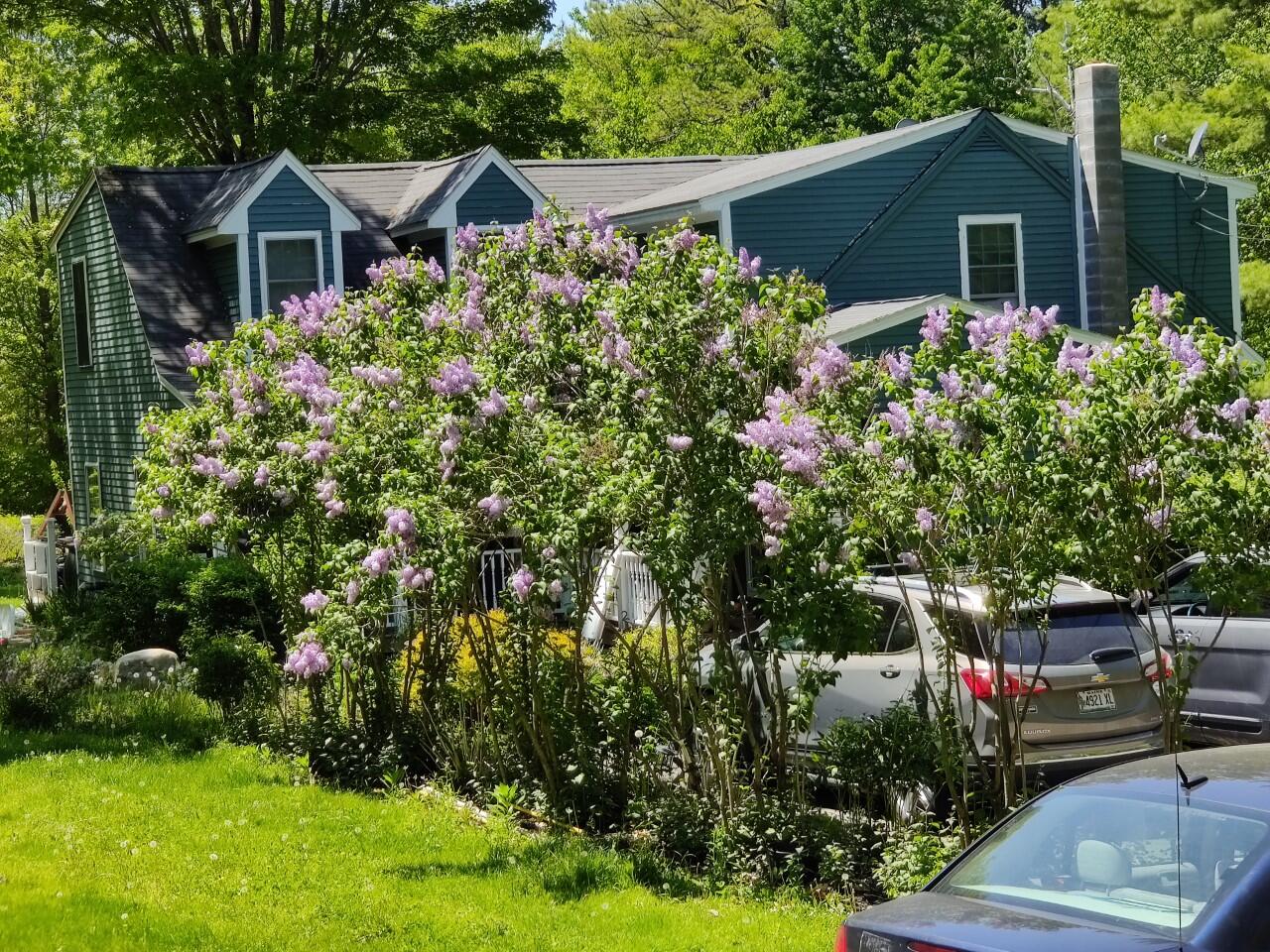 33 Deerwander Road Hollis Center, ME 04042 - Photo 51 of 57 thumbnail_lilacs