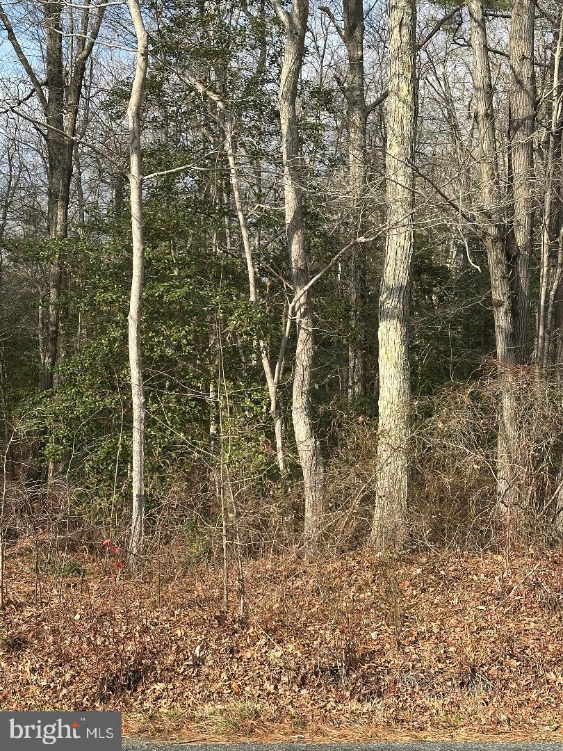 Lot 163 Erica Road Montross, VA 22520 - Photo 3 of 4 a view of a forest