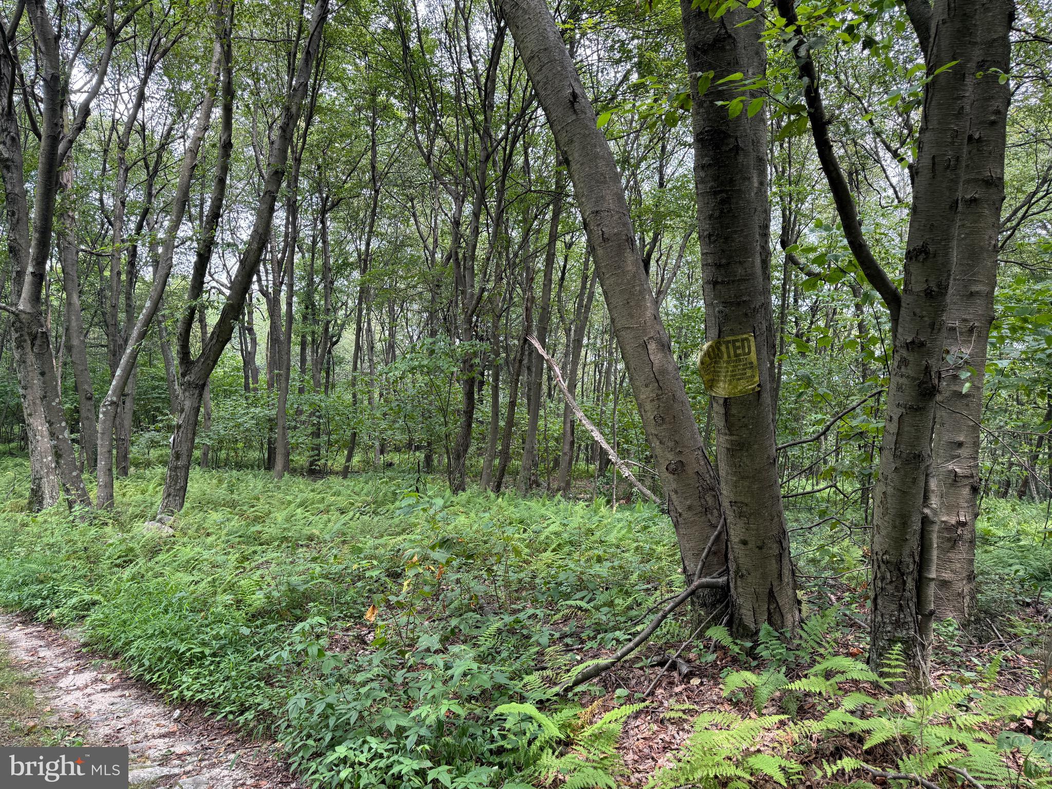 Mountain Road James Creek, PA 16657 - Photo 16 of 28