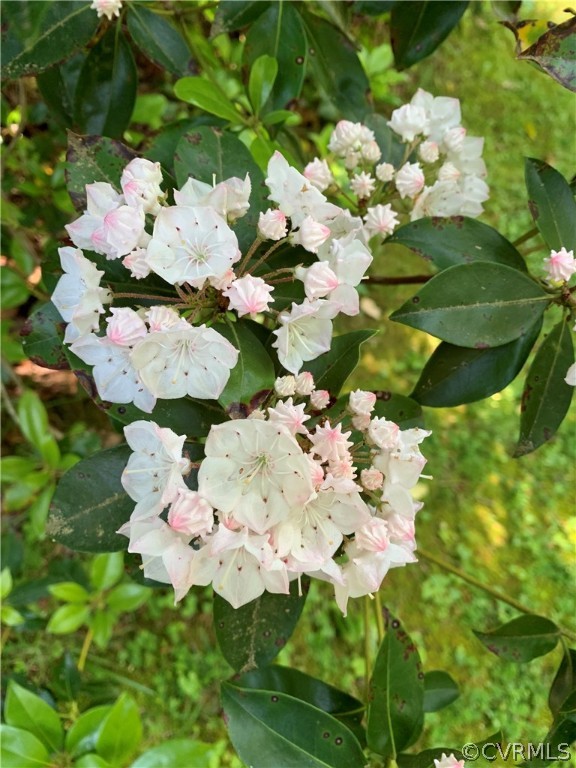 0 Georgetown Road Mechanicsville, VA 23116 - Photo 3 of 8 a bunch of flowers and white flowers
