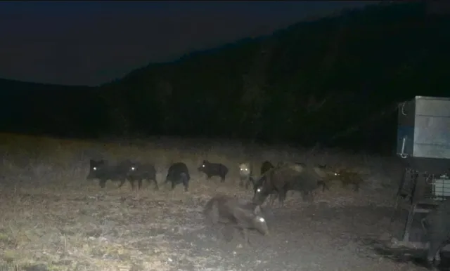 a view of a mountain range with trees in the background