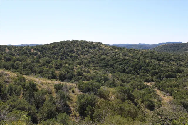 a view of a forest with a street