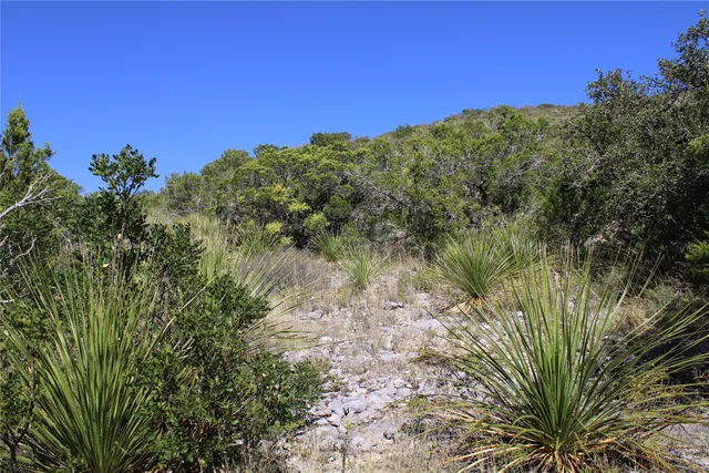 a view of a tree with a yard