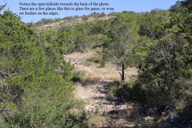 a view of a forest with trees in the background