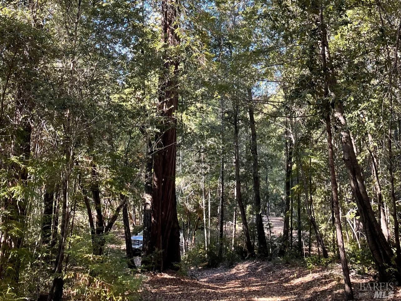 a view of a forest with trees