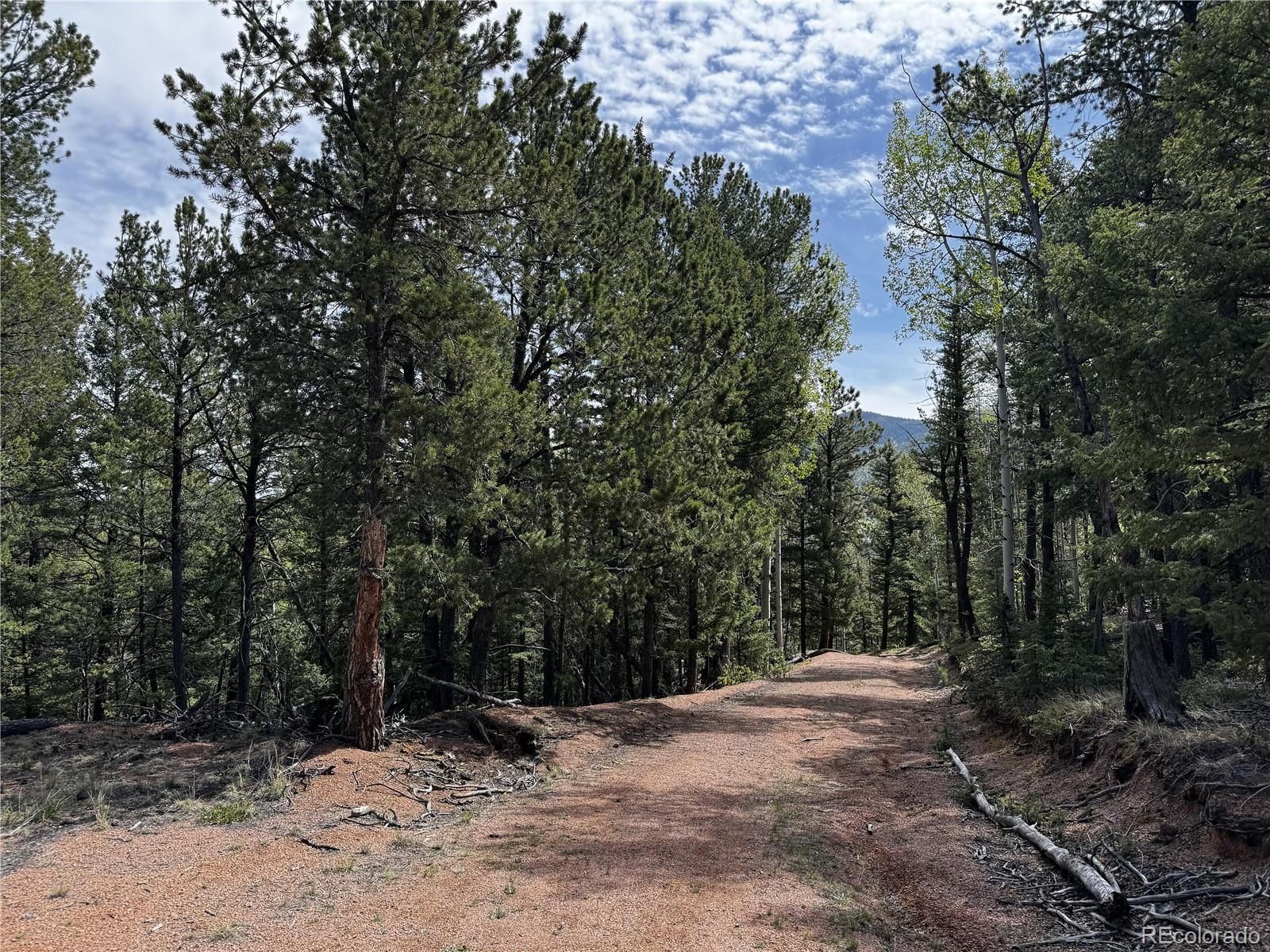 59 Robin Point Divide, CO 80814 - Photo 15 of 30 a view of a forest with trees in the background