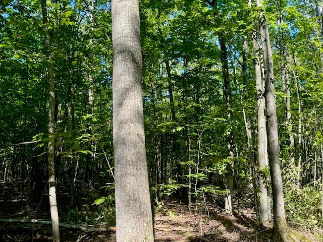 4083 Long Lake Road Cheboygan, MI 49721 - Photo 6 of 13 Parcel D Forest 2