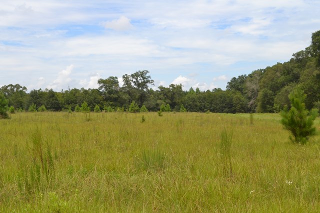 0 Gordon Williams Road Columbia, AL 36319 - Photo 1 of 1