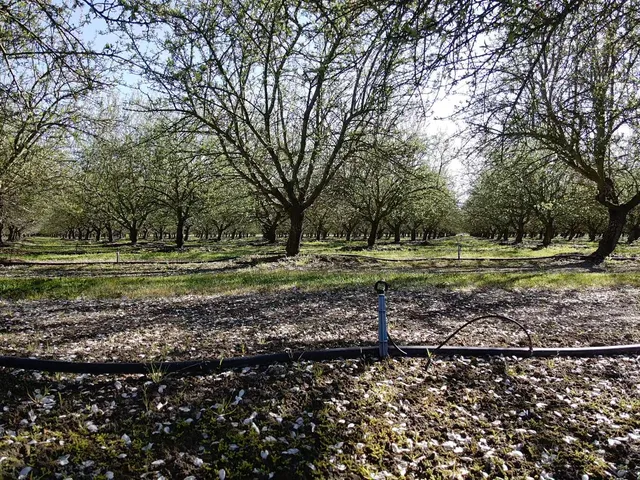 a view of a grassy area with trees