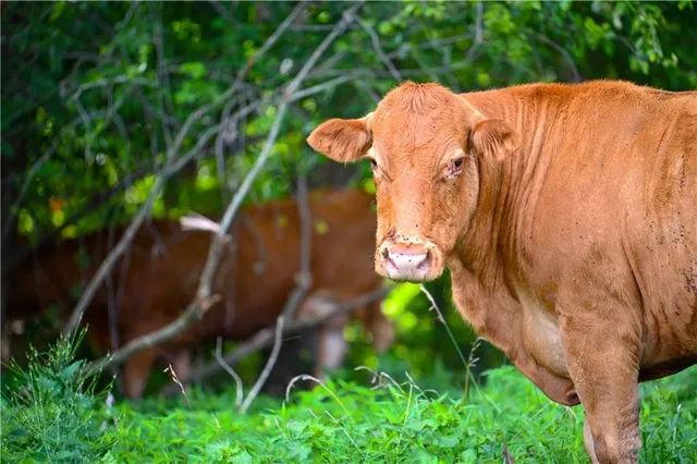 $1,100,000 | 610 South Hwy EE, El Dorado Springs, MO 64744