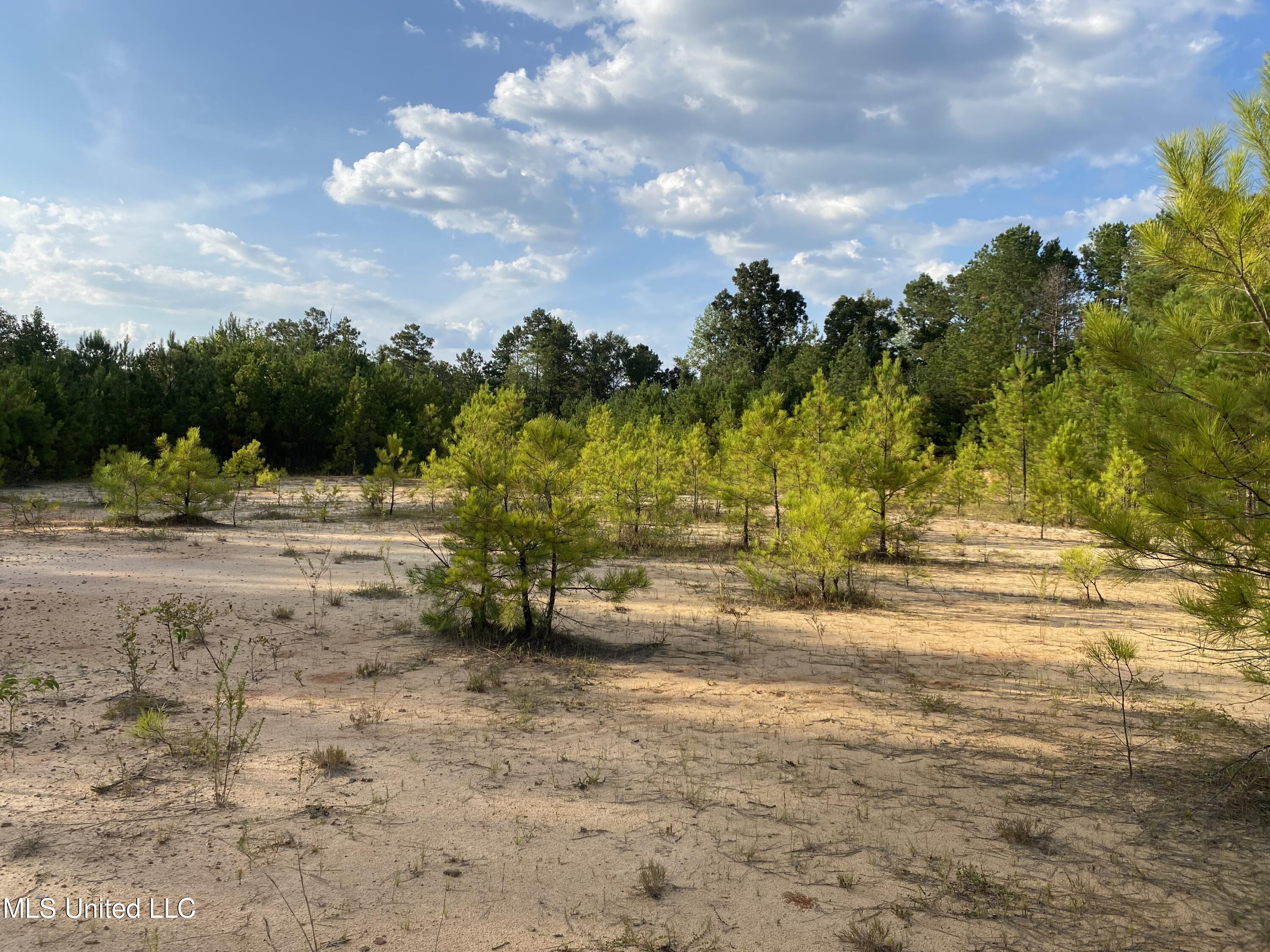 926 Virgin Mary Road Camden, MS 39045 - Photo 5 of 5 IMG_3474 Canton Property