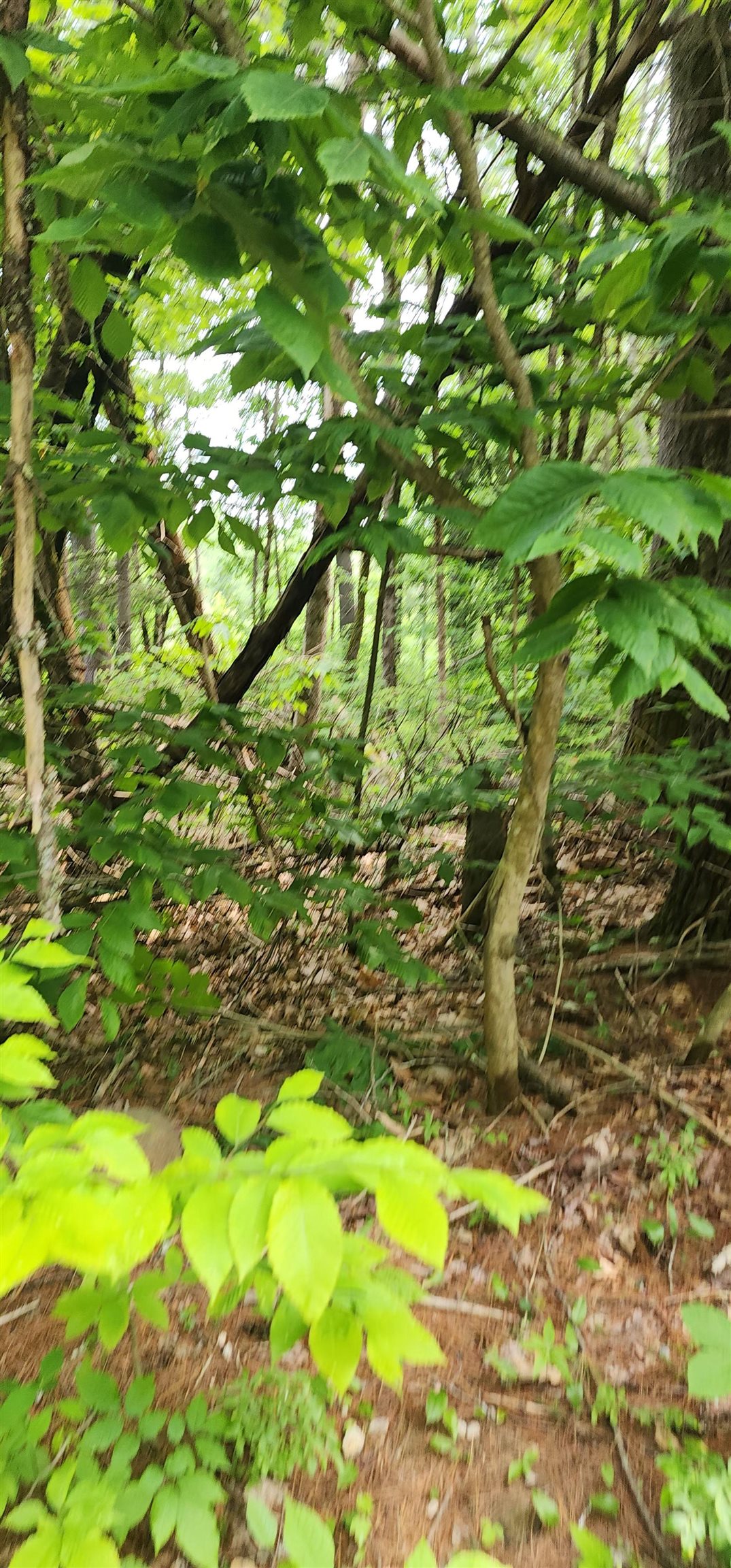 Ridge Road, Unit 3 Middleton, NH 03887 - Photo 6 of 6