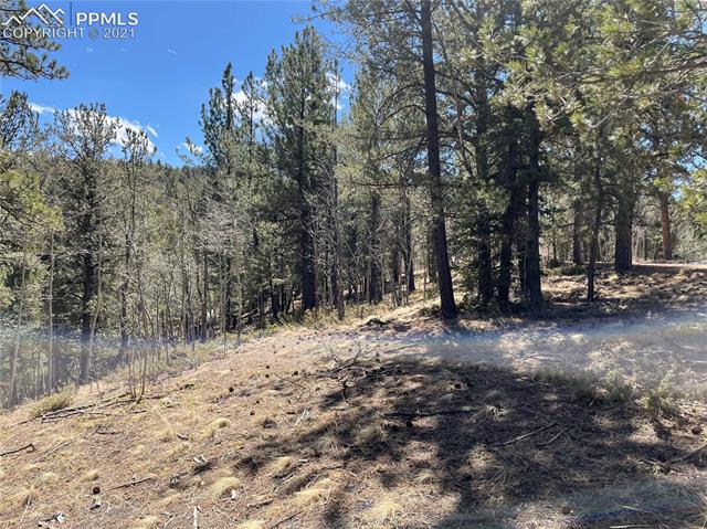 444 Timber Ridge Road Divide, CO 80814 - Photo 6 of 10