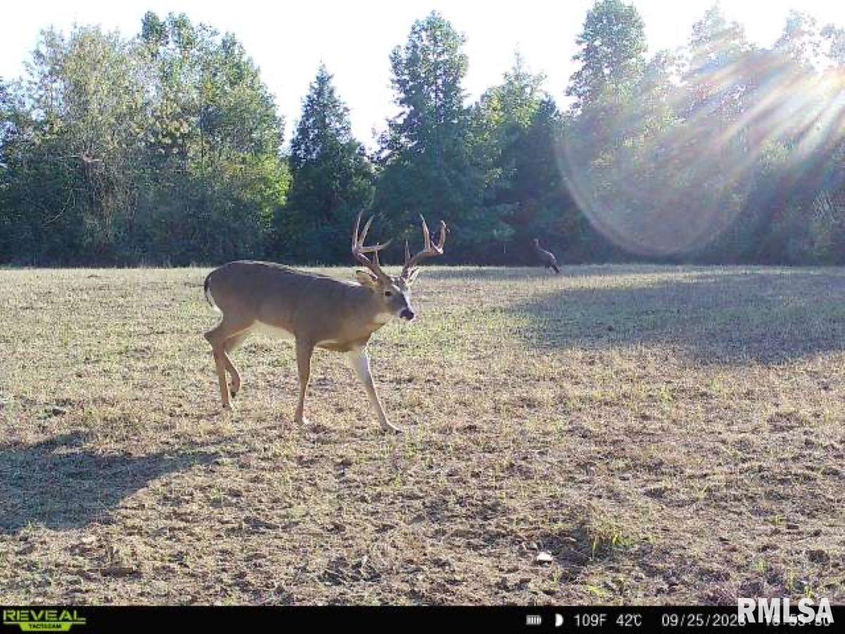 0 Grand Pierre Drive Golconda, IL 62938 - Photo 3 of 68