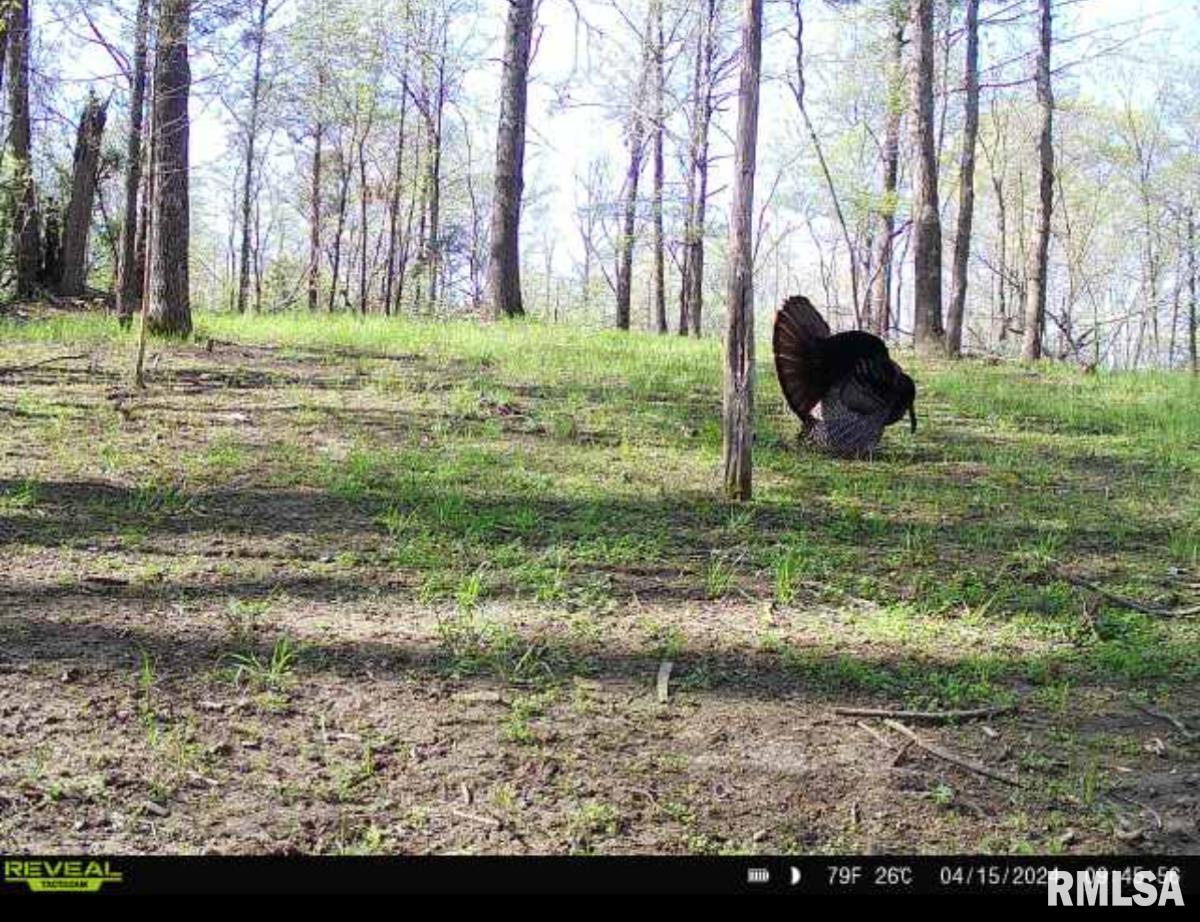 0 Grand Pierre Drive Golconda, IL 62938 - Photo 46 of 68