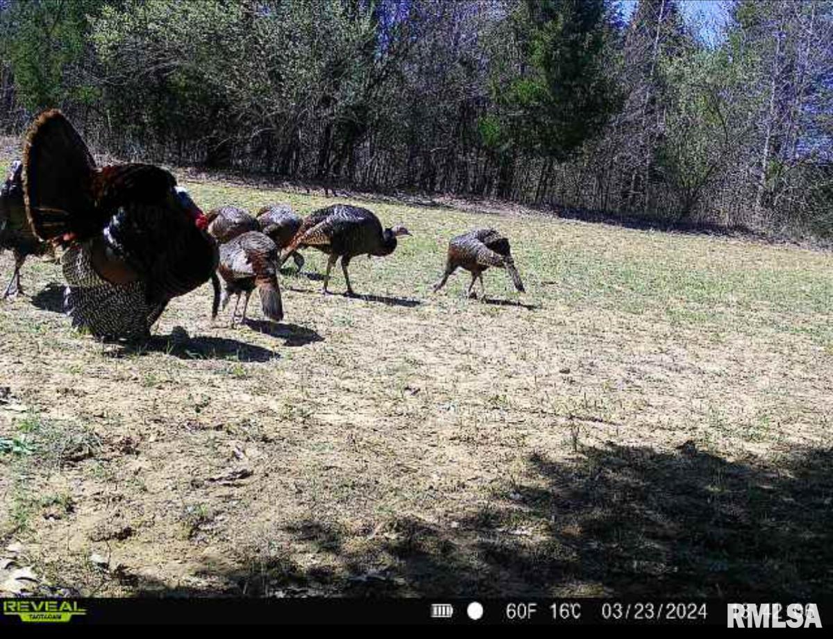 0 Grand Pierre Drive Golconda, IL 62938 - Photo 49 of 68