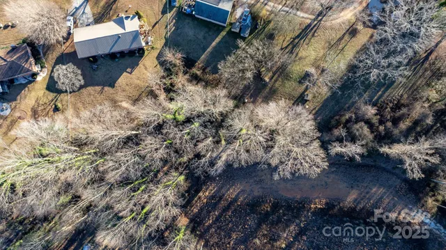 a view of a forest with a tree