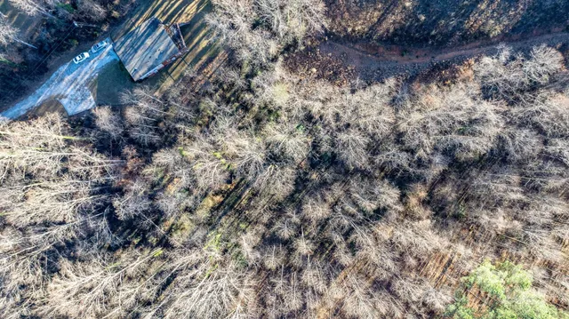 a view of a yard with a tree