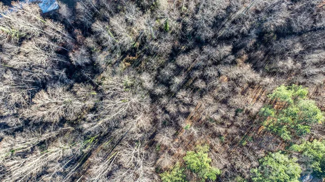 a view of a forest that has a tree in the background