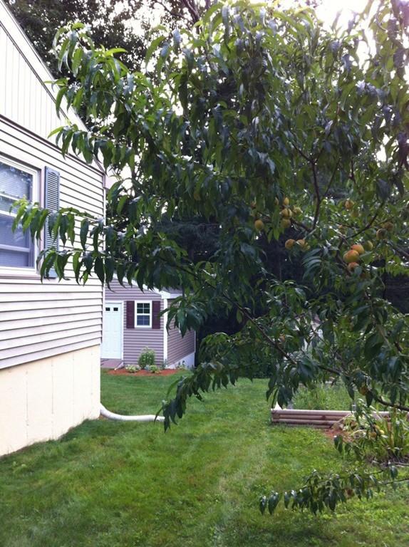 211 New Boston Road Sturbridge, MA 01566 - Photo 6 of 23 a view of a house with a yard and a large tree