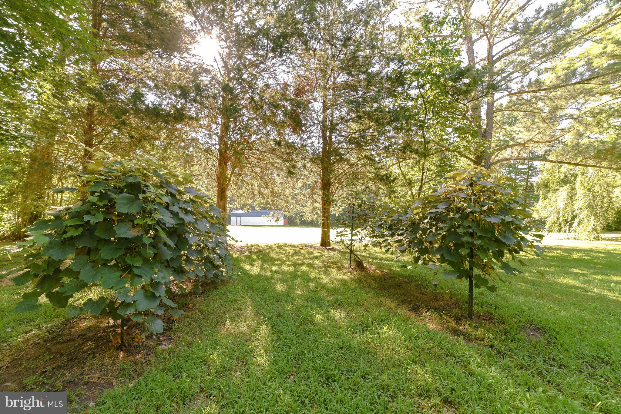 22615 Point Lookout Road Leonardtown, MD 20650 - Photo 5 of 52 Producing Grape Arbors
