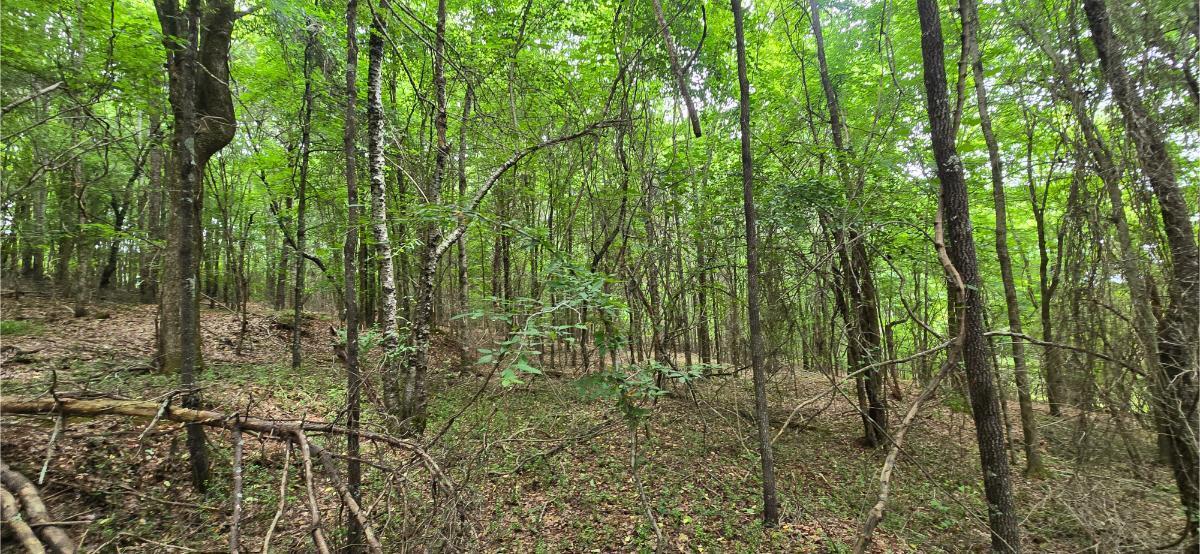 0 Ridge Road Southwest Cave Spring, GA 30124 - Photo 6 of 20 20260618_124046