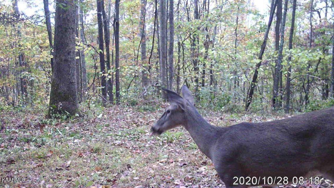 Hagan Road Jonesville, VA 24263 - Photo 12 of 14 20210104214432704968000000-o
