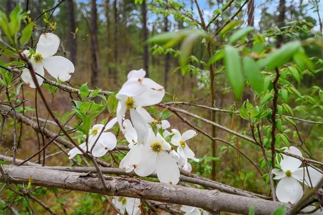 a view of lake with green space
