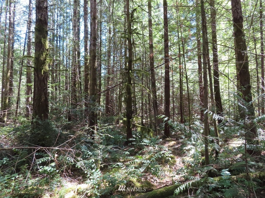 610 Rivendell Road Grapeview, WA 98546 - Photo 4 of 17 Gallery Image 4