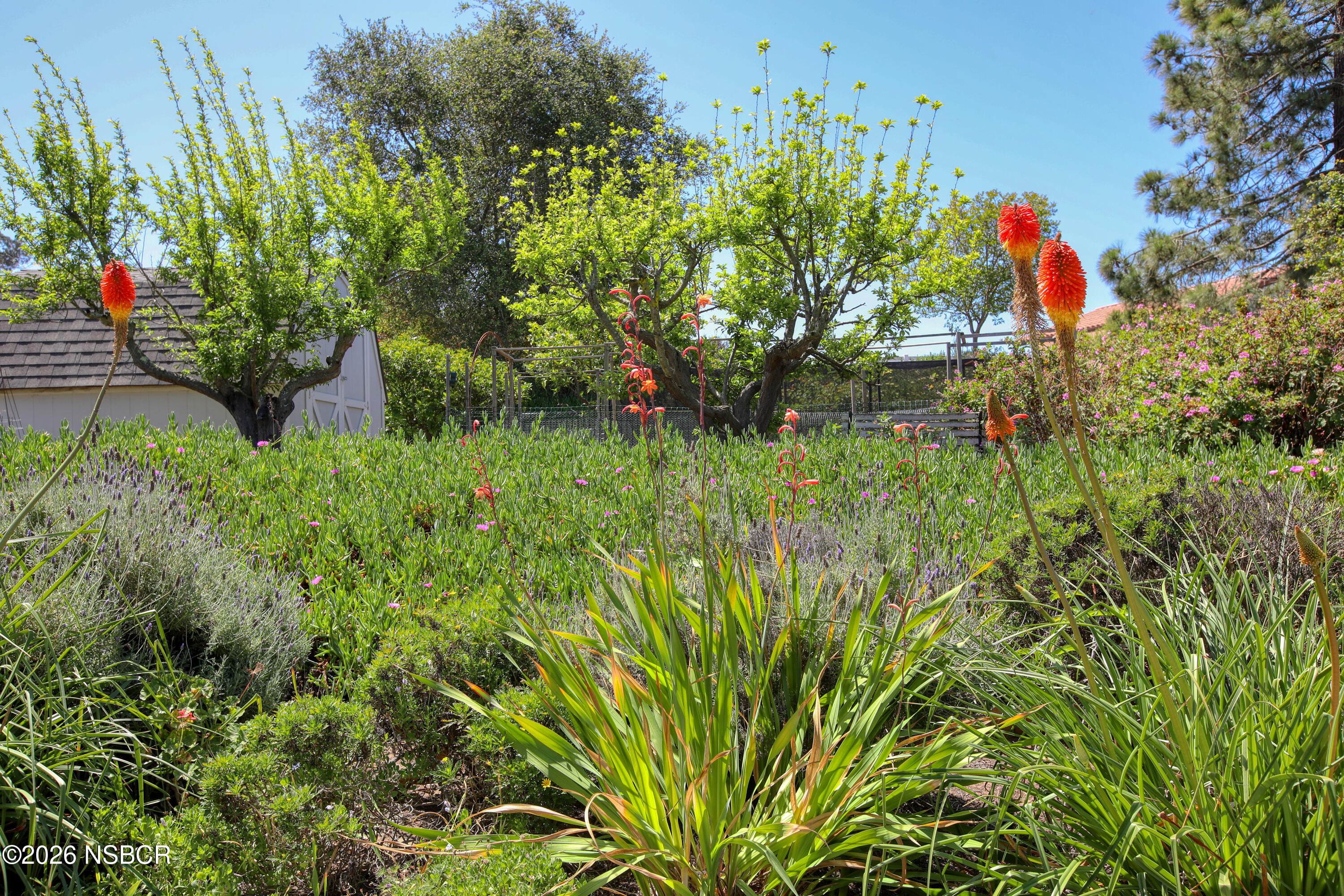 435-433 Eucalyptus Road, Unit 435433 Nipomo, CA 93444 - Photo 54 of 78 a backyard of a house with lots of green space and trees all around
