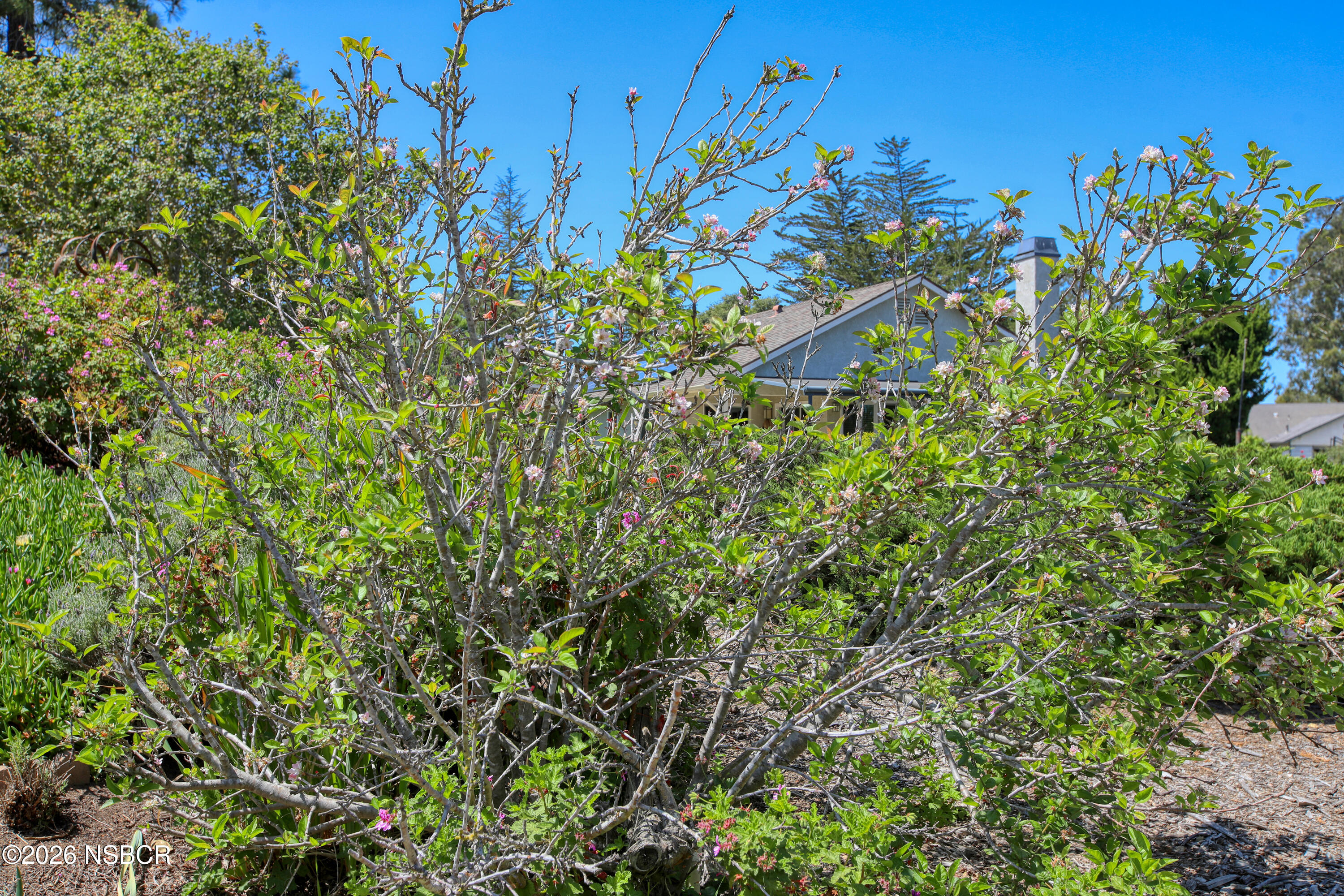435-433 Eucalyptus Road, Unit 435433 Nipomo, CA 93444 - Photo 57 of 78 Fruit Trees